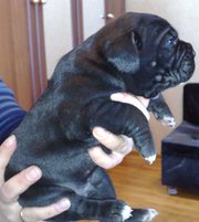 Щенки Кане Корсо