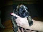 ПРОДАМ ЩЕНКОВ НЕМЕЦКОГО БОКСЕРА.....................................