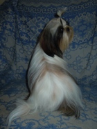 Ши-тцу - продаются щенки.