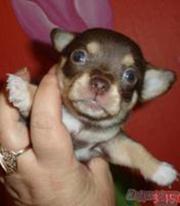 чихуахуа шоу и разведение