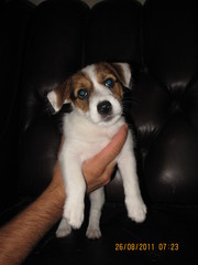 джек рассел