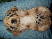 Английский кокер спаниель