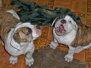 очаровательные породные  щенки американского бульдога 