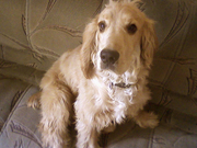 Кокер-спаниель (мальчик)