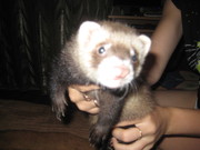  Продаётся Хорёк(Фретка) девочка с приданым за 700 грн.