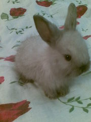 Продаю декоративных кроликов 