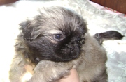 продам щенков пекинеса 2, 5 мес.