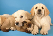Продаю щенков Золотистого Ретривера