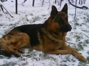 Отличный кобель немецкой овчарки для вязки                            