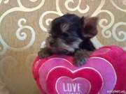 недорого щенки йоркширского терьера