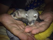  предлогаются щенки декоративного  хорька