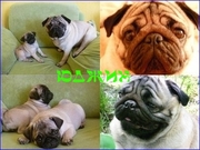 Щенки мопс д.р. 18.18.2011