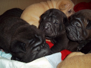 Продам щенков шарпея!