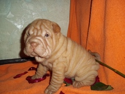 Продам щеночков шарпея!