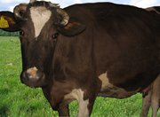 продам корову дешово