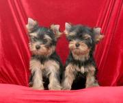 Cрочно  продам щенка йорк. терьера