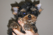 Cрочно продам девочку йоркш. терьера.