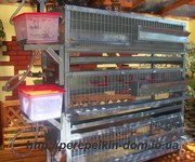 Оборудование для перепелиной фермы.