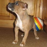 Амстафф,  щенки 2 м. мальчик и девочка