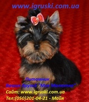 Элитные щеночки йоркширского терьера шоу-класса