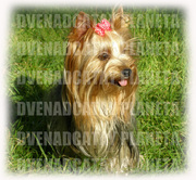 Самые лучшие йорки у нас