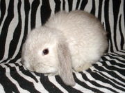 Миниферма по разведению карликовых крольчат