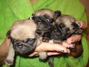 Продается щенок мопса,  Кировоград