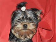 Щенки йоркширского терьера мини