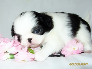 Японский хин  в Одессе