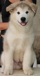 Щенок маламута