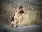 Продам элитных щенков немецкой овчарки