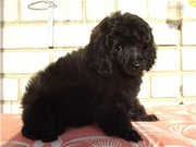 щенки карликового пуделя