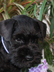 Элитные щенки черного цвергшнауцера