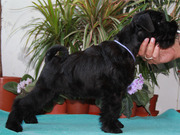 Цвергшнауцер щенки шоу-класса