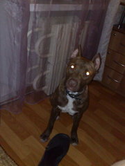 американский пит-бультерьер