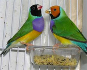 продам элитных гульдовых амадин