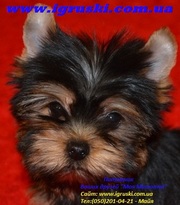 Элитные щеночки йоркширского терьера шоу класса