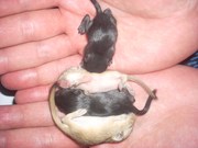 Монгольская песчанка