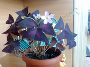 Продам КИСЛИЦУ РОЗОВУЮ