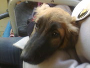 Английский кокер-спаниель