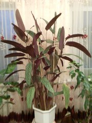 Продам комнатное растение КТЕНАНТЕ