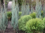 Различные виды можжевельников,  туй.