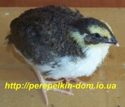 инкубационные перепелинные яйца