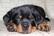 щенков ротвейлера