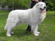 Пиренейская горная собака