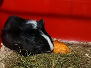 Морские свинки. Симпатичные мальчик и девочки