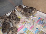 перепела продам срочно