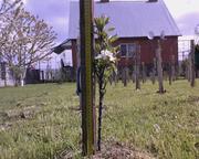 Саженцы колоновидных плодовых деревьев