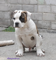 американский бульдог(щенки)