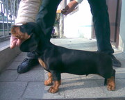 Чистокровные щенки таксы